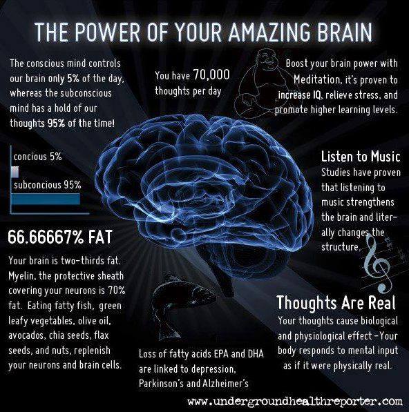 Brain